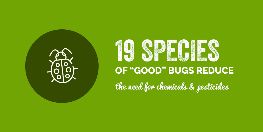 19 species of good bugs reduce the need for chemicals & pesticides