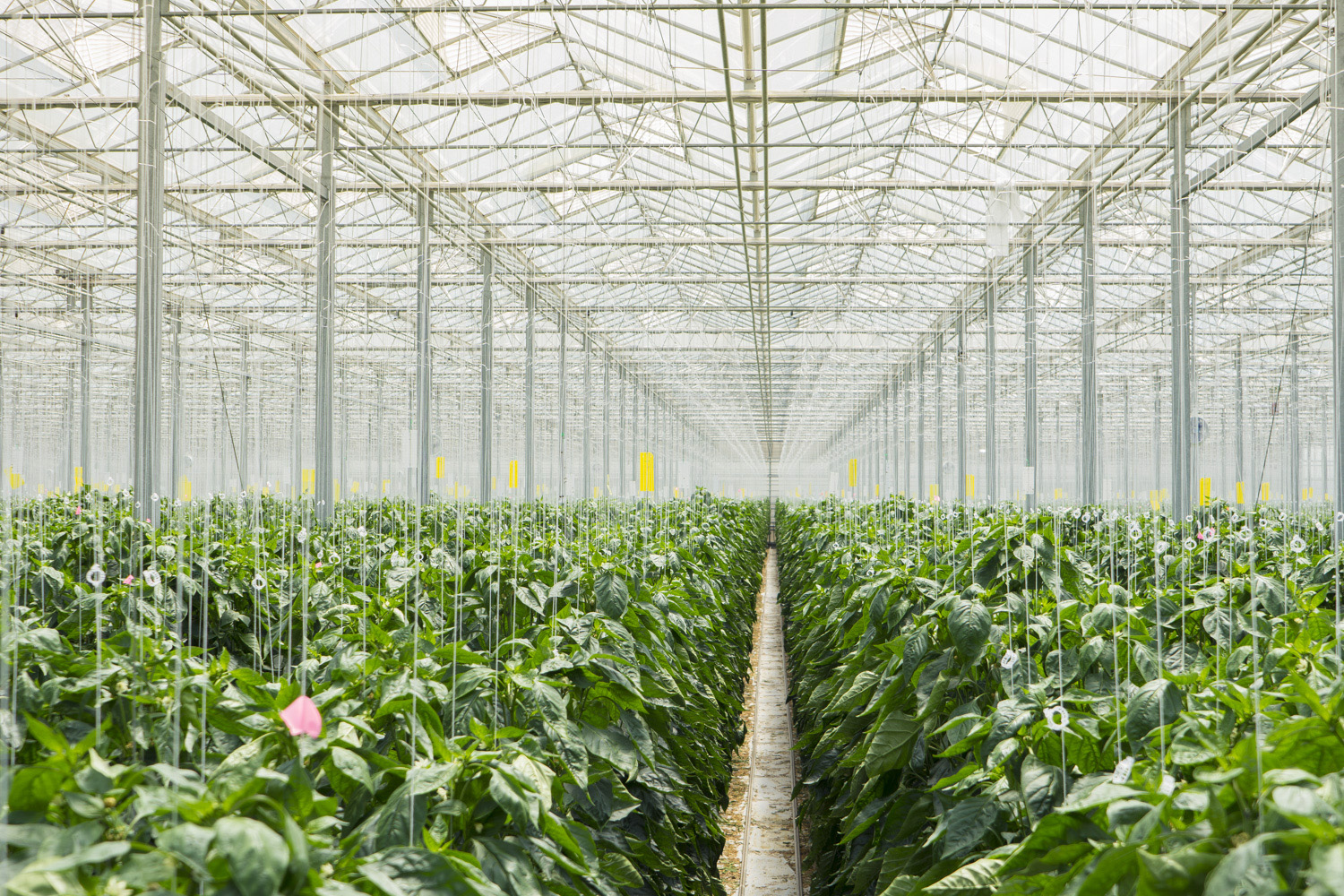 View down a planting row in a greenhouse