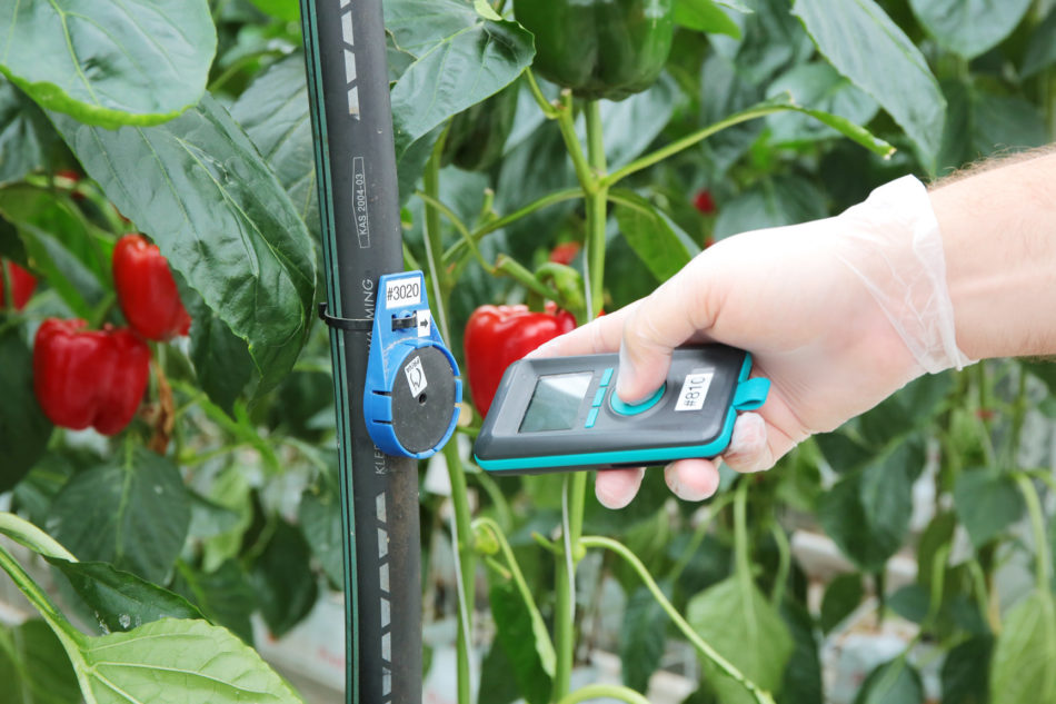 Testing tomato plants