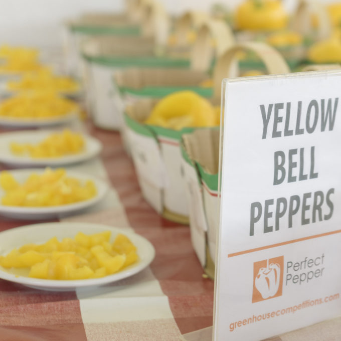 Yellow bell peppers lined up for taste tasting at the annual Greenhouse Contest
