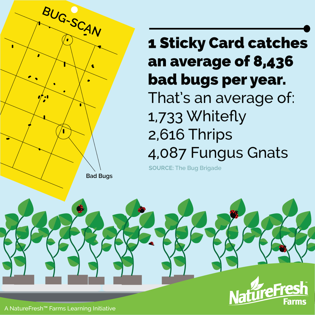 Sticky Cards catch unwanted pests