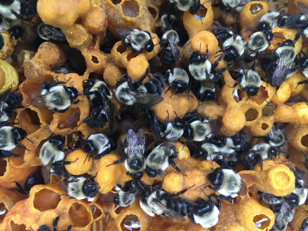 Bumblebees enjoying life in their hive
