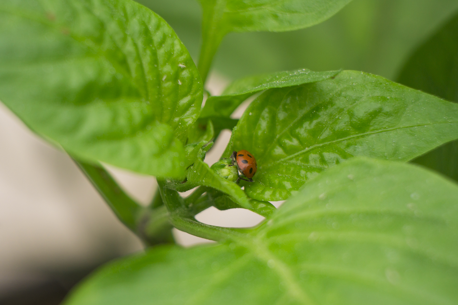 A ladybug in the crop