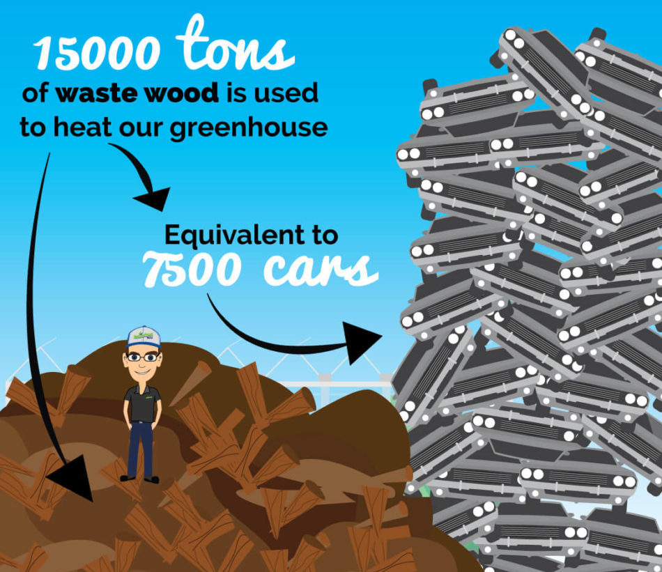 15000 tons of waste wood is used to heat our greenhouses, equivalent to 7500 cars