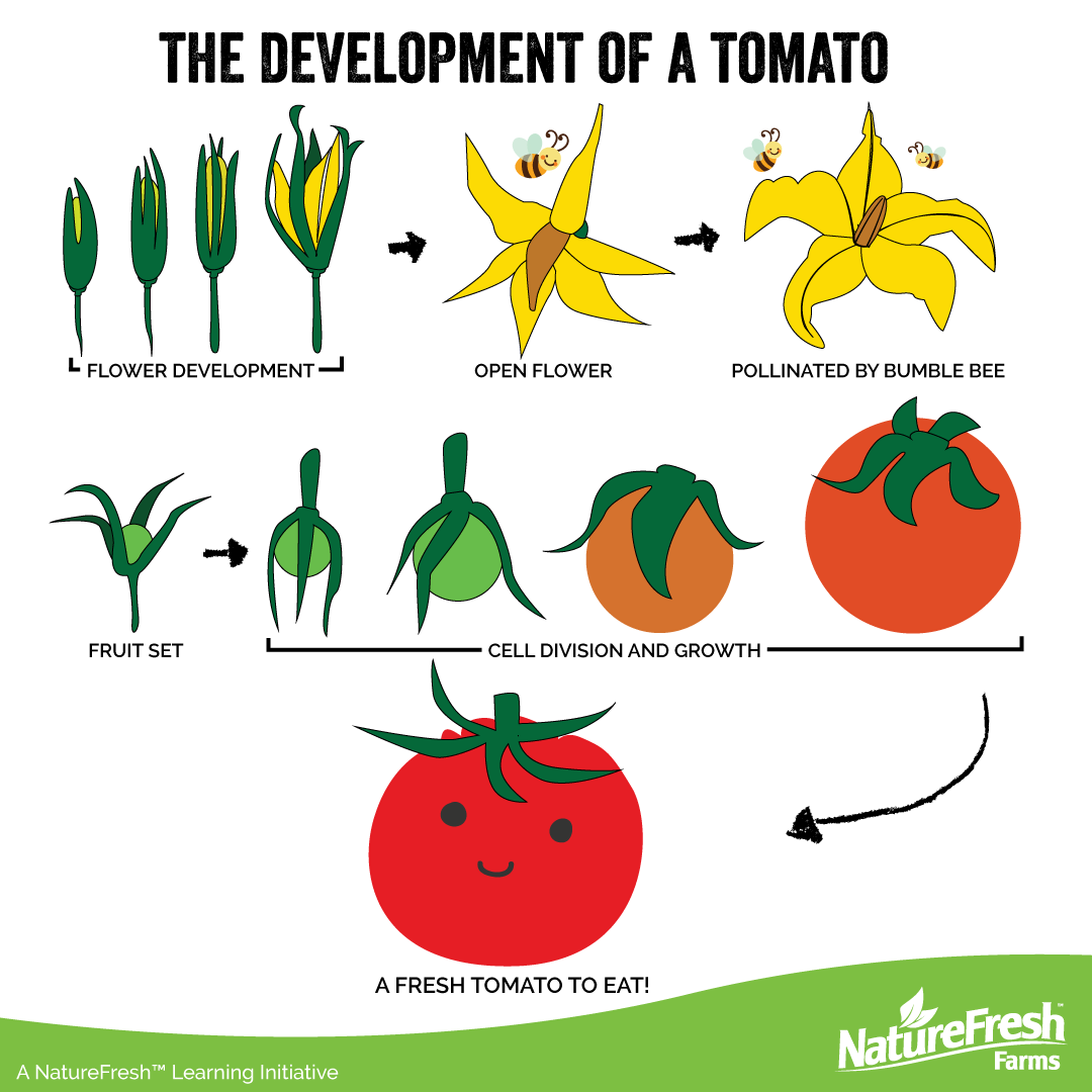 The Development of a tomato is quite complex & remarkable! 