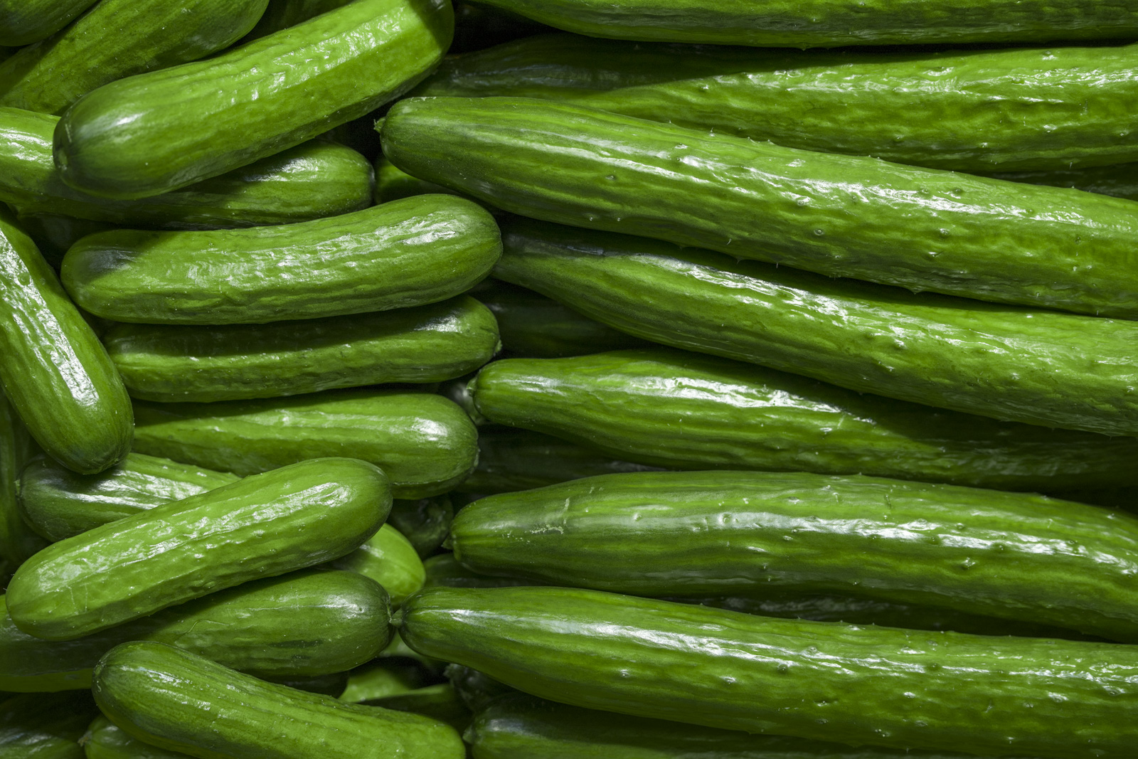 Mini Cucumbers vs. Long English Cucumbers close up