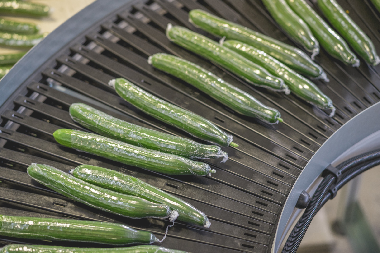 Cucumbers on a packaging line