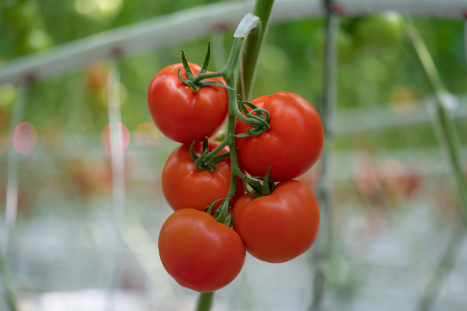 Tomatoes on the Vine in a greenhouse