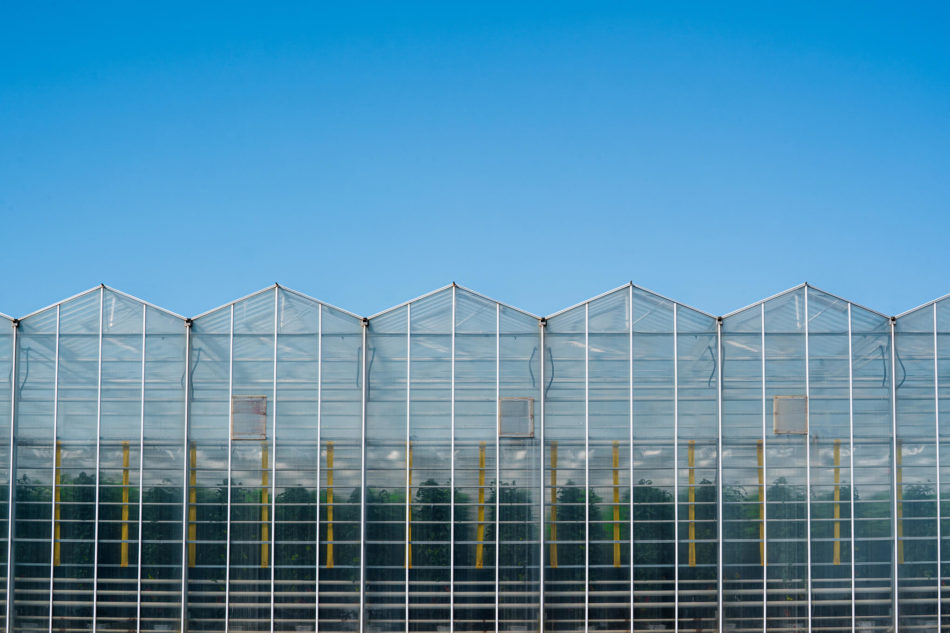 A greenhouse in a clear day with blue skies