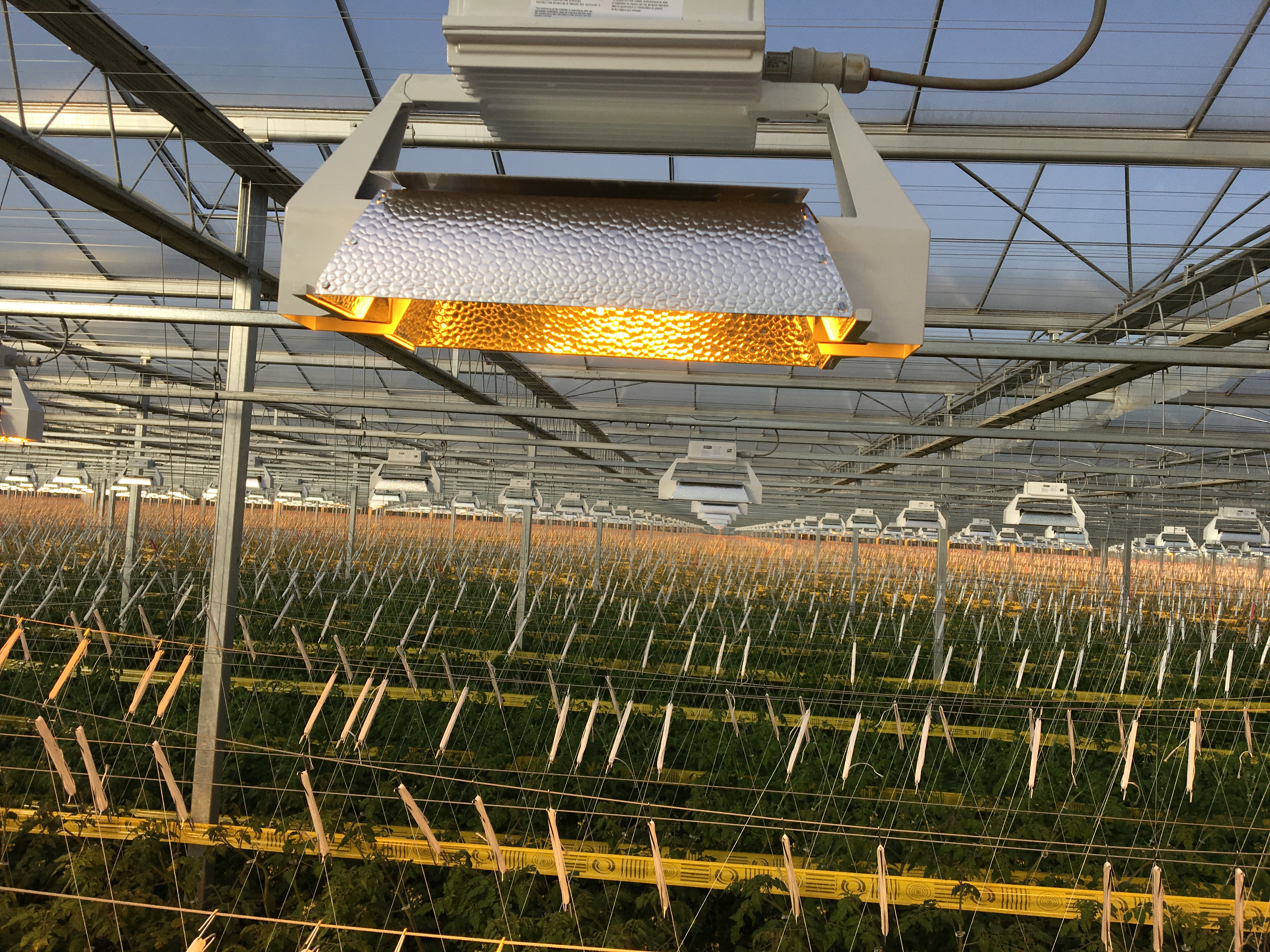 HPS Lights allows us to grow in the winter season