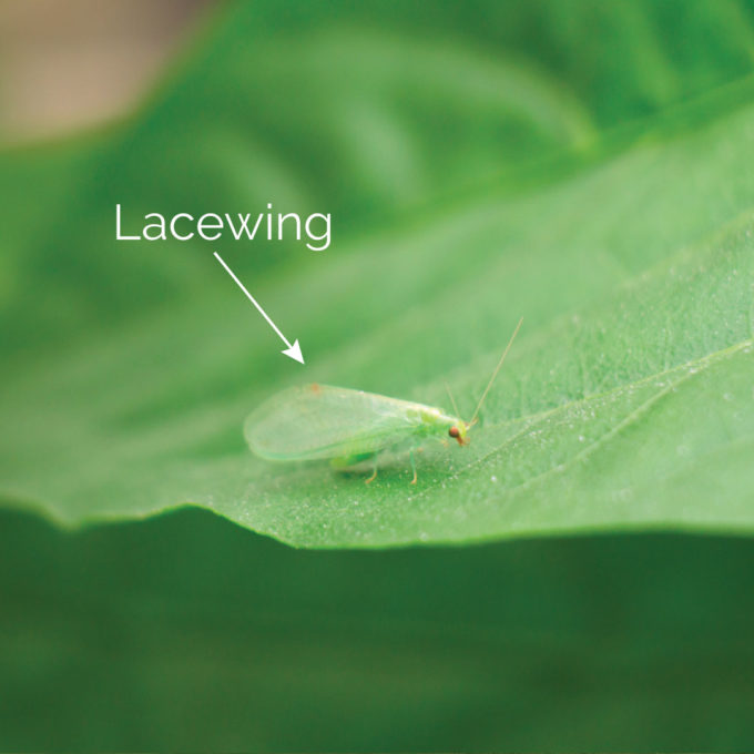Lacewing Good Bug