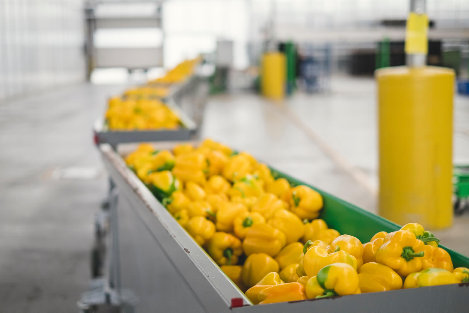 Yellow Bell Peppers in cart