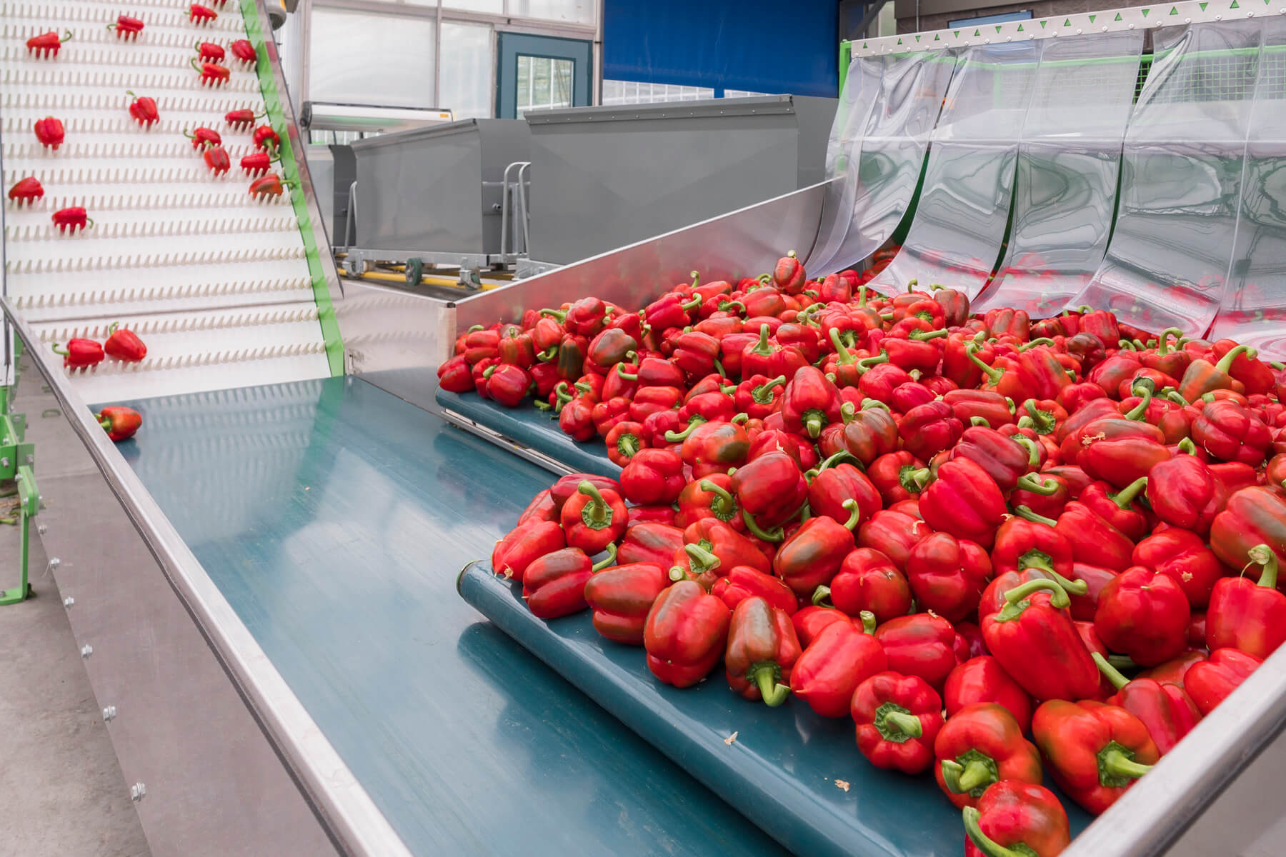 Organic red bell peppers on pack line