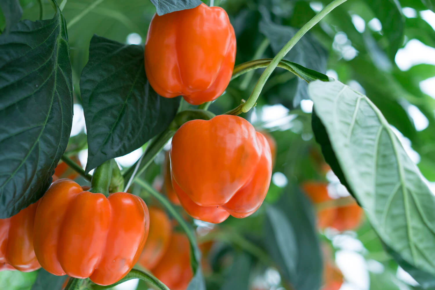 Organic orange bell pepper son vine