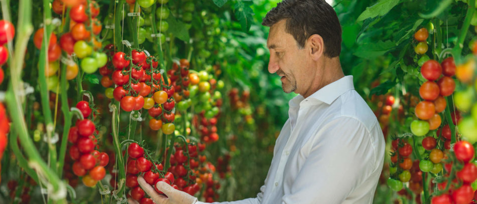 Peter Quiring in Tomato crop