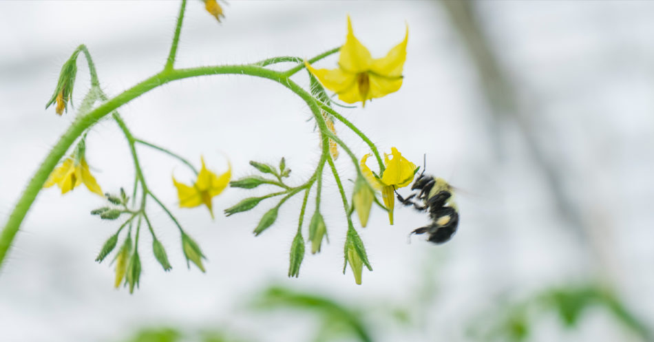 Bumble Bee eating nectar from Tomato flower