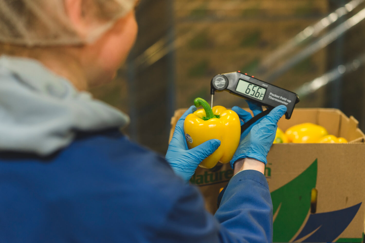 Quality Control conducting quality inspections on Peppers