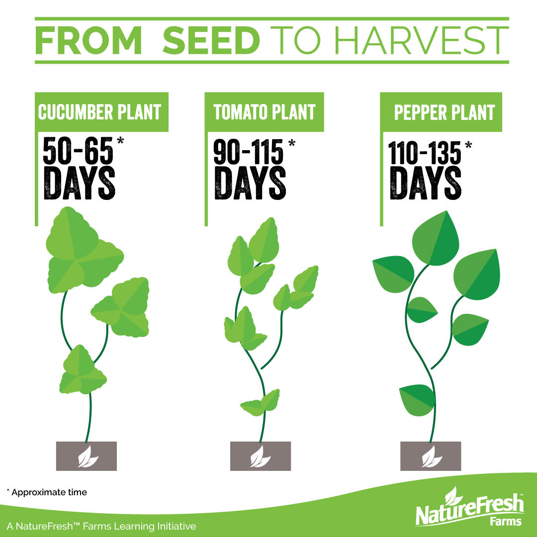 From Seed to Harvest