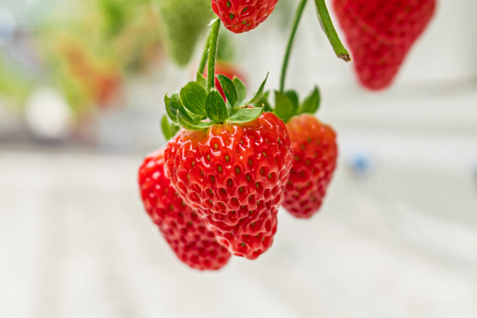 Nature Fresh Farms Announces Expansion of Strawberry Acreage | Nature Fresh  Farms
