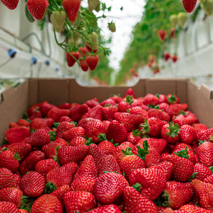 Box of Strawberries in a greenhouse row