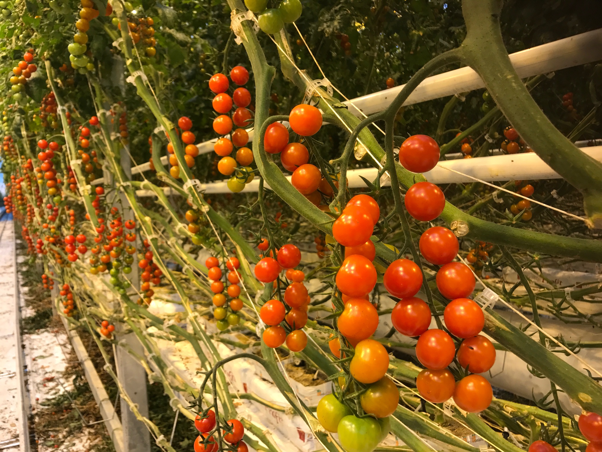 NFF-Tomatoes-Delta-28Jan2017