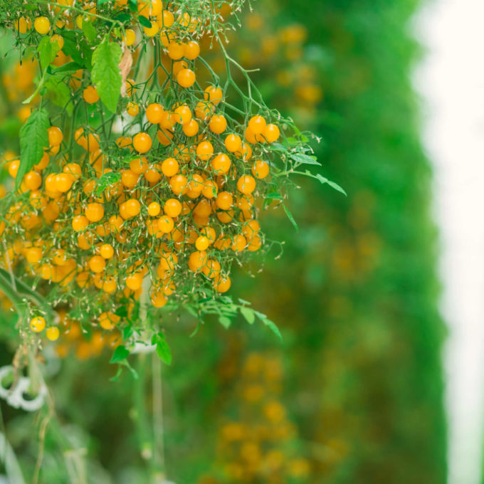 Hanging yellow tomberries on a vine.