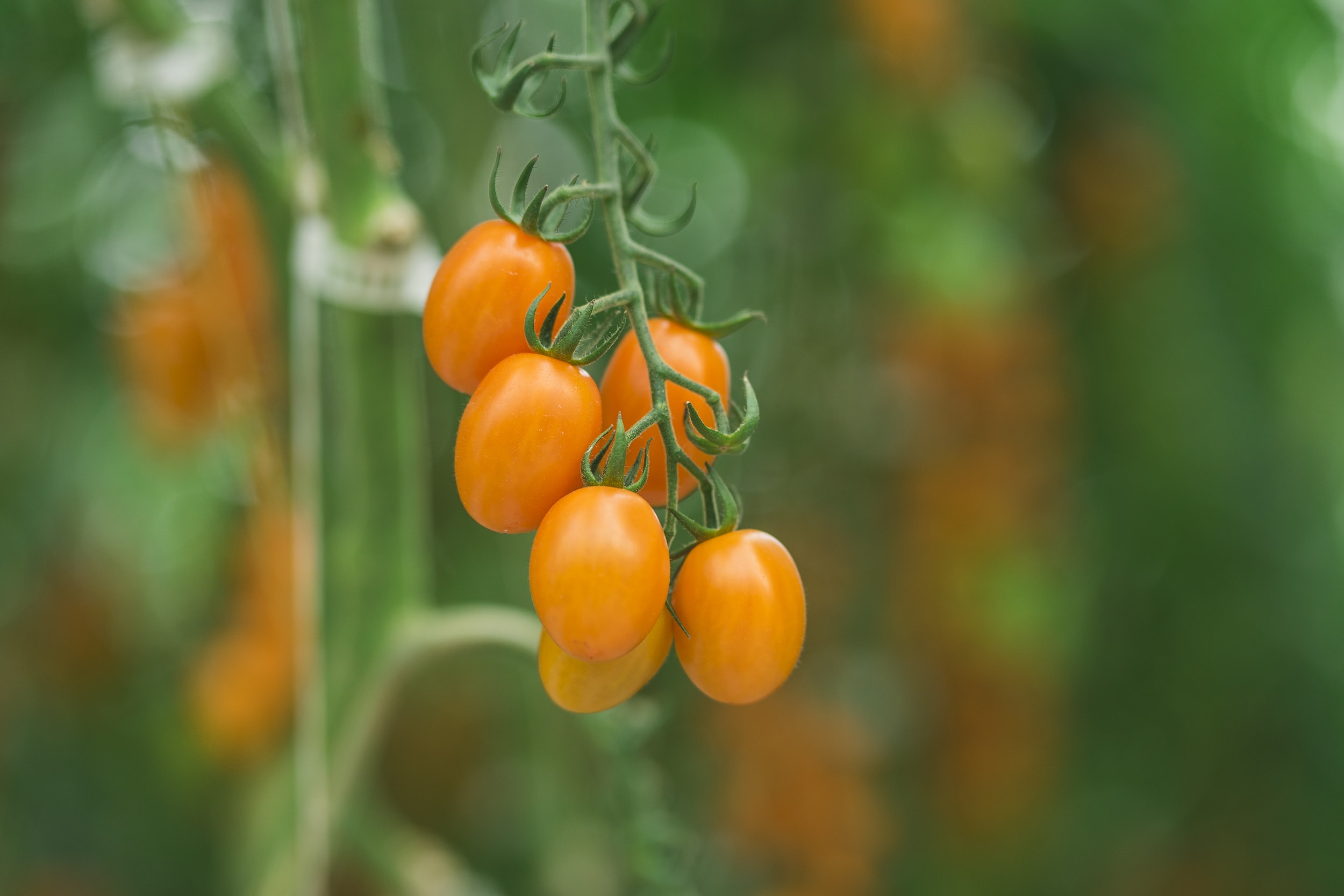 Orange grape Tomatoes ripening on a Tomato plant