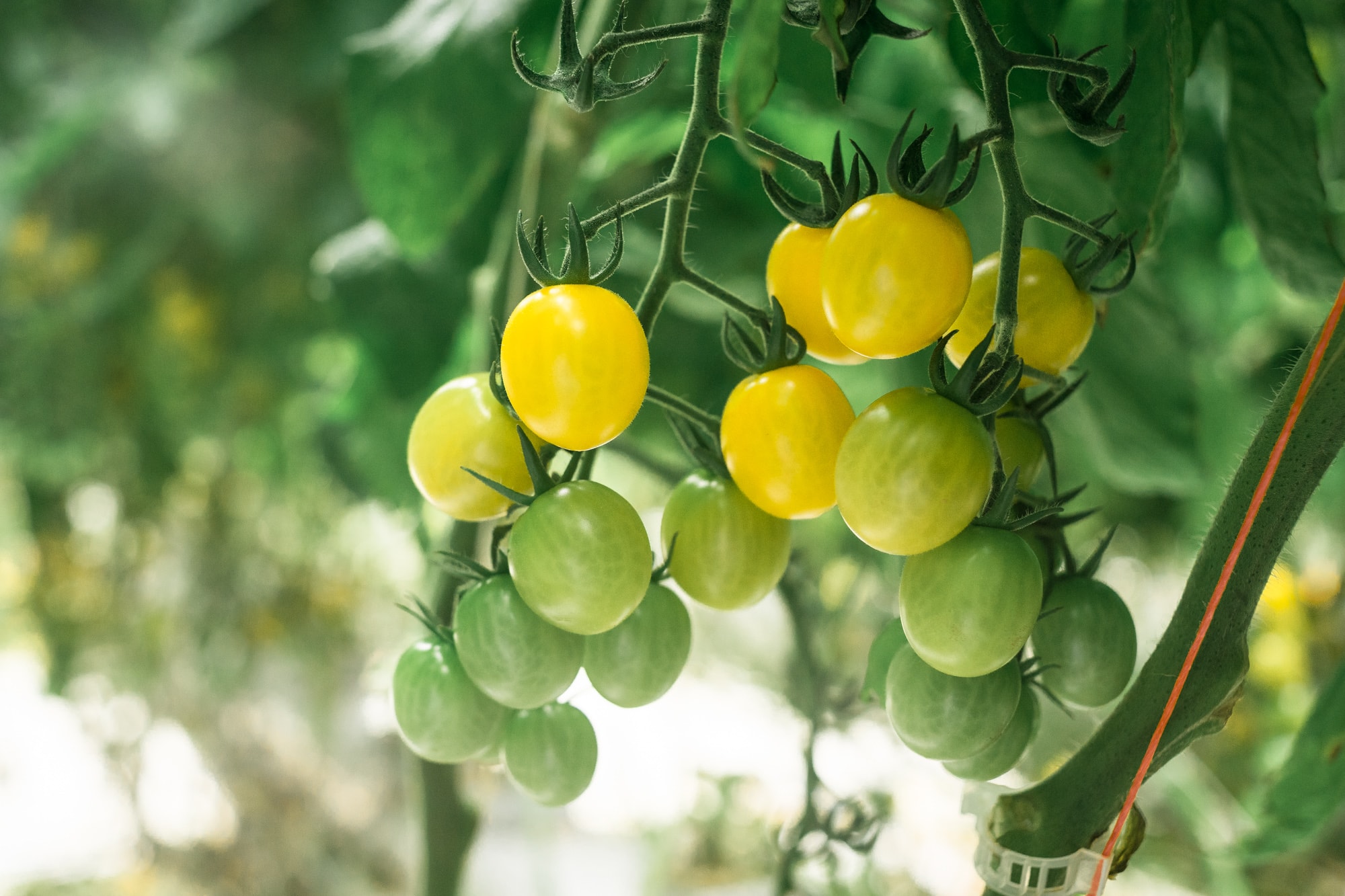 Yellow cherry tomatoes on a tomato plant