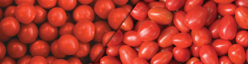 Cherry vs Grape Tomatoes header