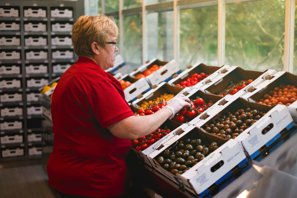 Naturefresh employee sorting tomatoes.