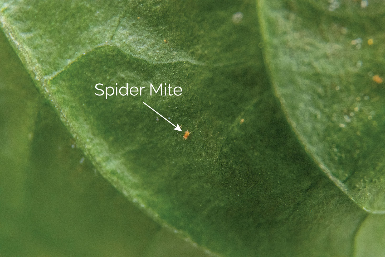 Spider Mite Bad Bug
