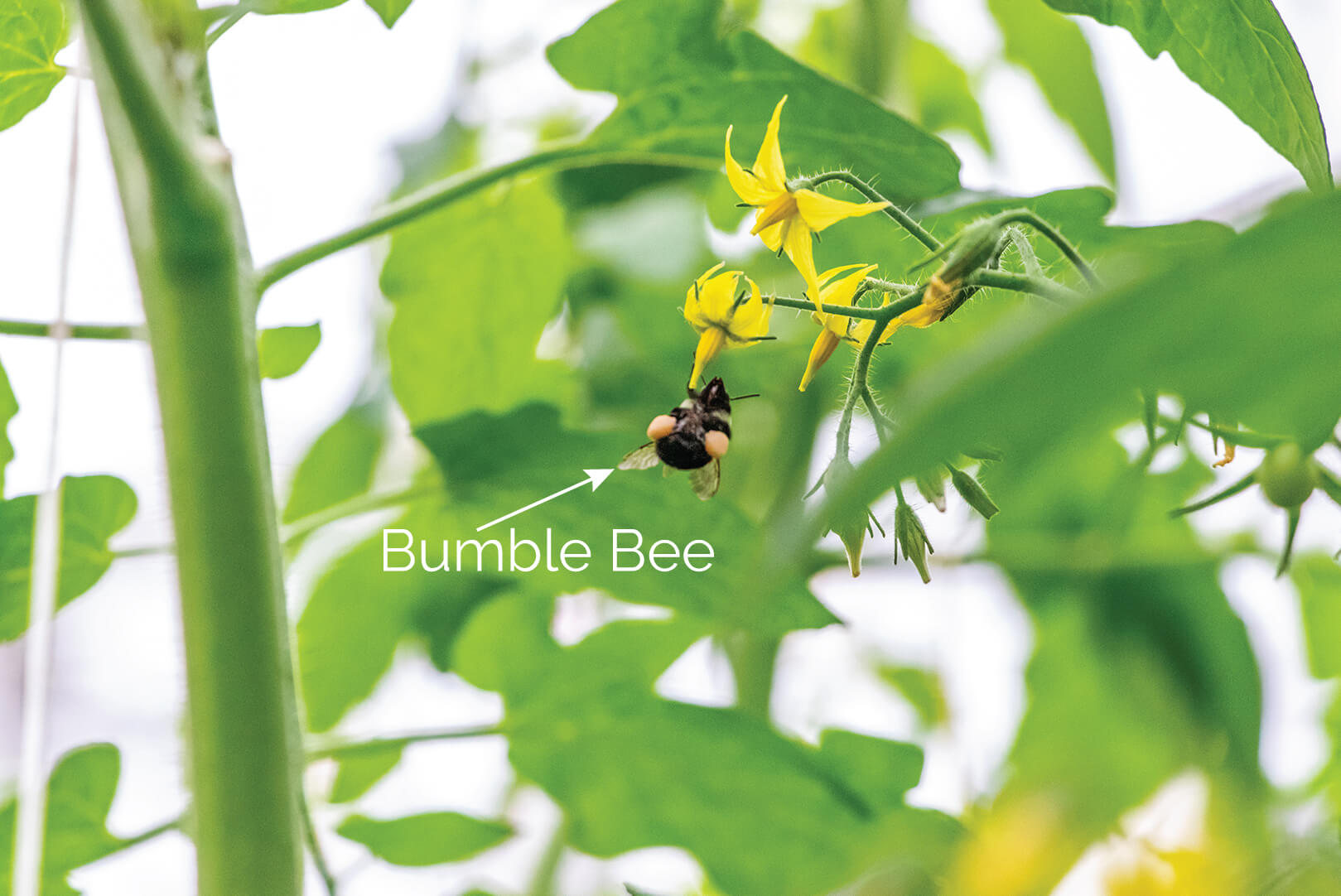 Bumble Bee Good Bug