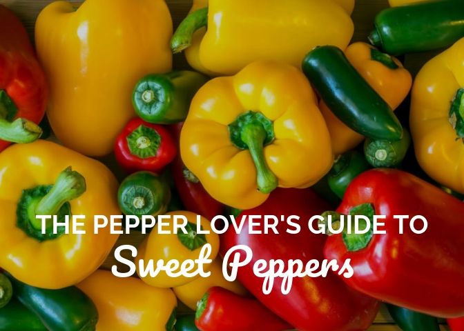 The Pepper Lover's Guide to Sweet Peppers Blog