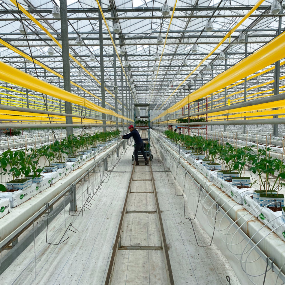 A farmworker planting in a greenhouse 