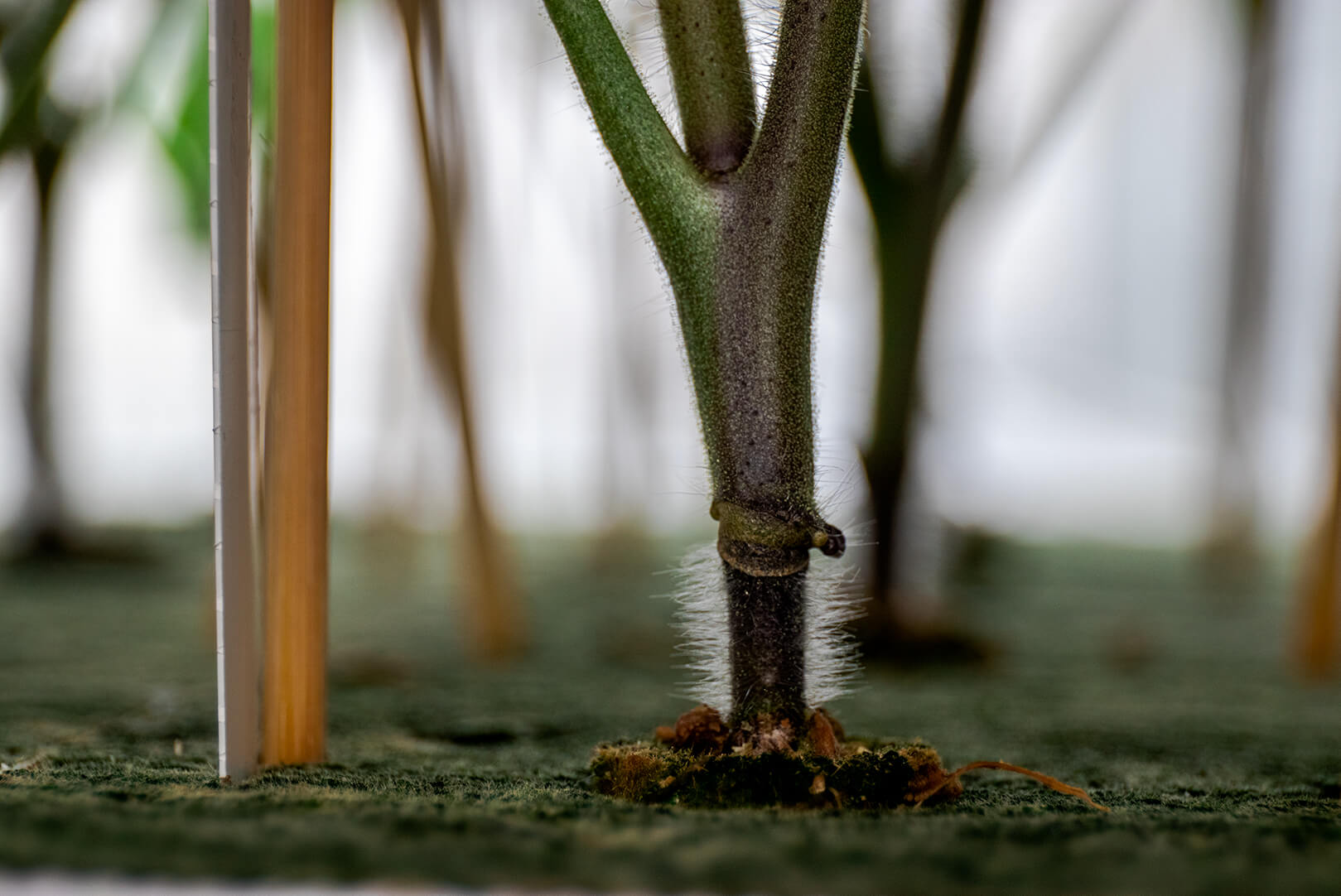 Close up of Tomato plant stalk
