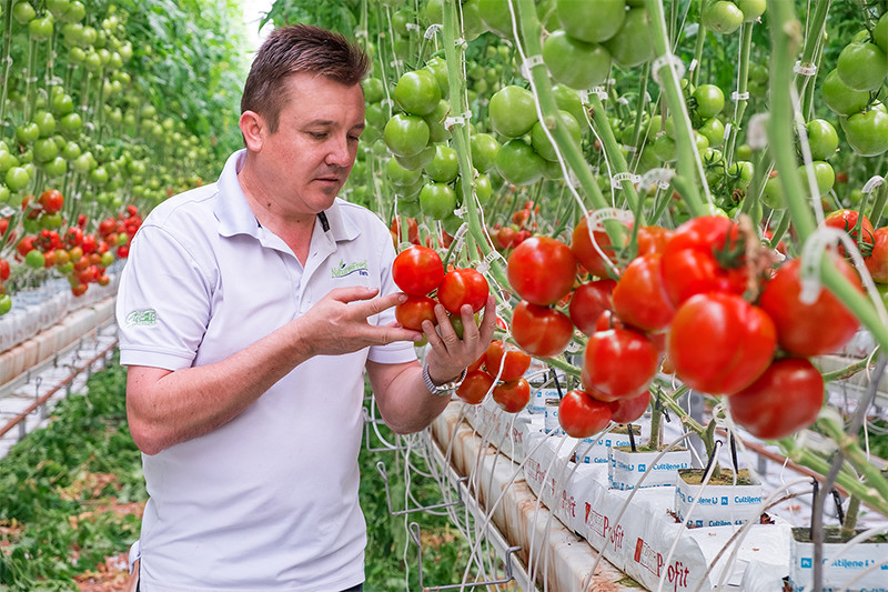 A man picking ripe tomatoes