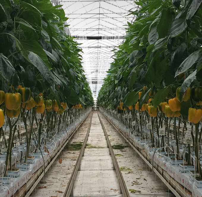 Bell peppers growing in greenhouse