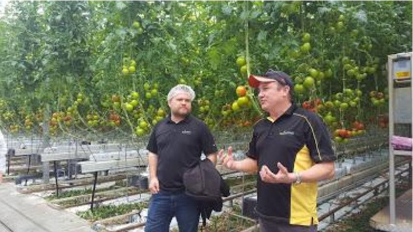 Two men discussing infront of tomatoes
