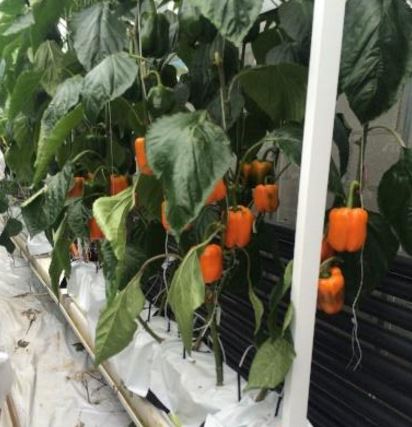 Orange peppers in a greenhouse