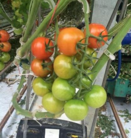More tomatoes in a greenhouse