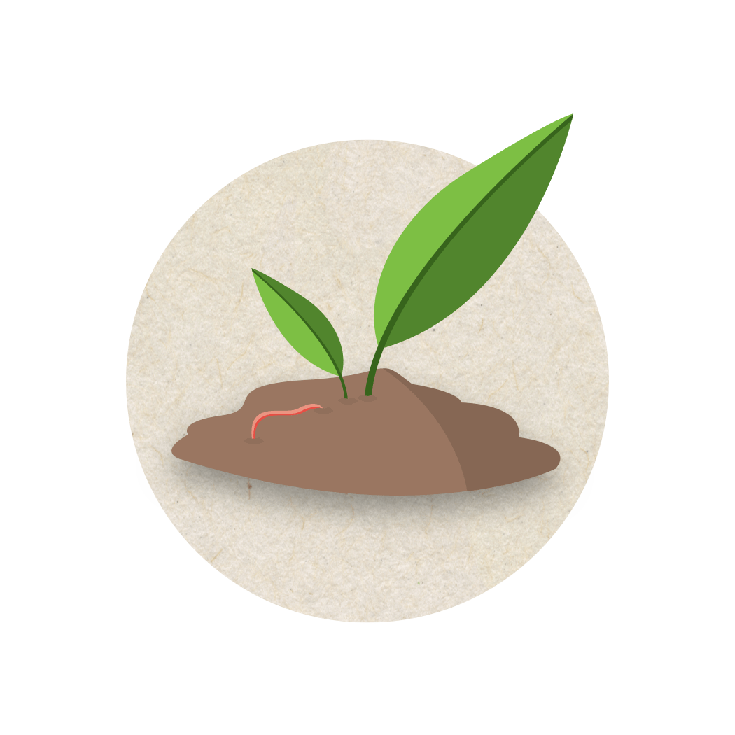 Plant in Soil