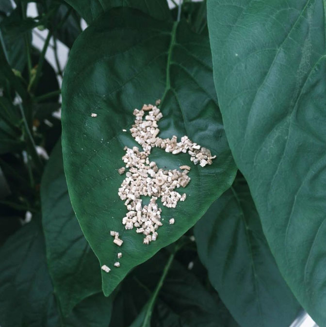Seeds on a leaf